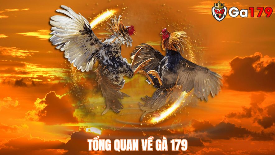 GA179 là nền tảng đá gà thomo uy tín số một Việt Nam