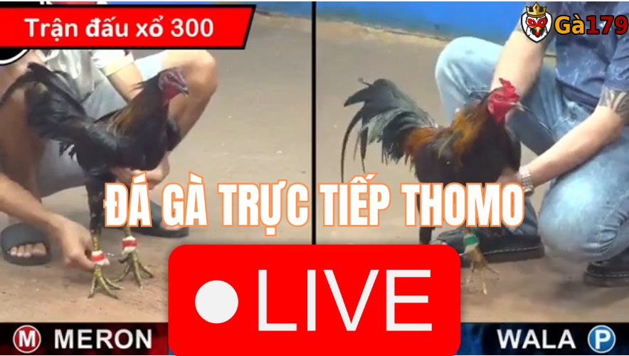 GA179 - Đá Gà Trực Tiếp Thomo Hôm Nay